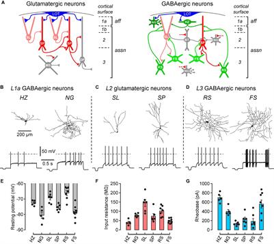 Dopamine Increases the Intrinsic Excitability of Parvalbumin-Expressing Fast-Spiking Cells in the Piriform Cortex